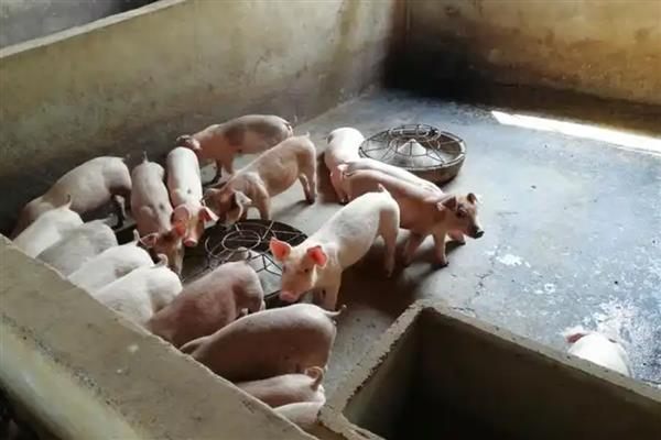 小猪胀气怎么治疗，用石蜡油加温水灌服一次