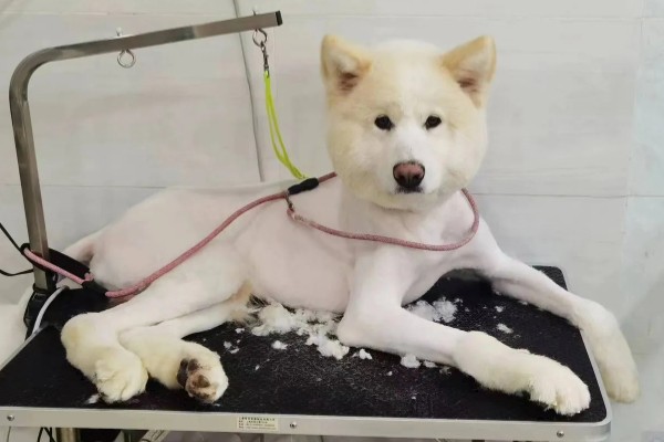 狗狗剪毛后会有哪些情绪变化，会变得生气、忧郁等