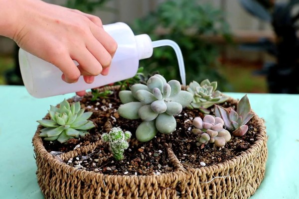 多肉的养殖方法，每隔7-10天浇一次水