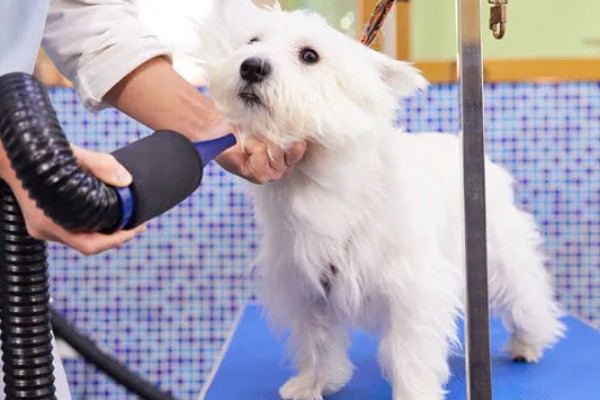 狗狗剪毛后会有哪些情绪变化，会变得生气、忧郁等