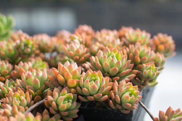 多肉的养殖方法，每隔7-10天浇一次水