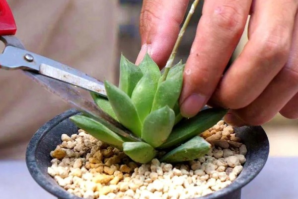 多肉的养殖方法，每隔7-10天浇一次水