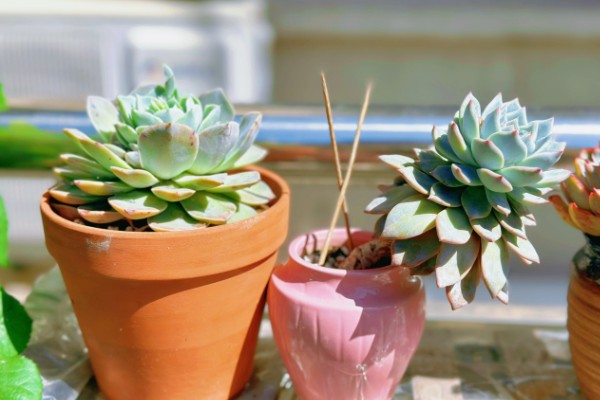 多肉的养殖方法，每隔7-10天浇一次水