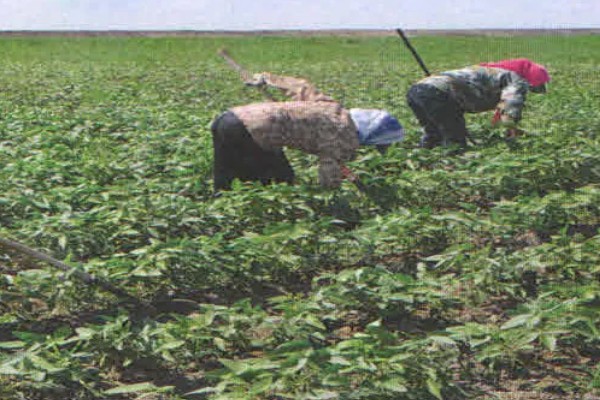 夏至对各种农事活动的影响，需及时对杂草进行防治