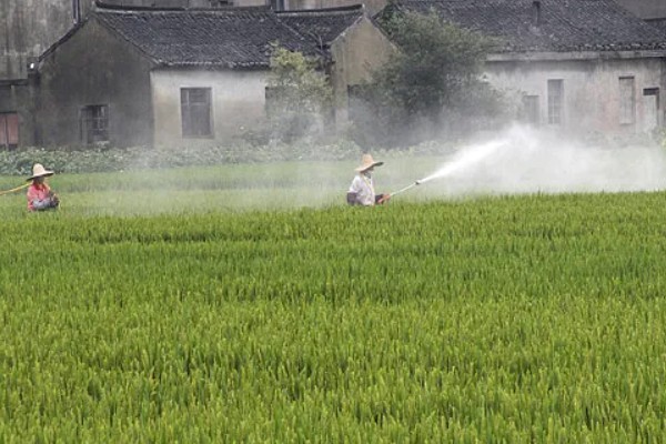 夏至对各种农事活动的影响，需及时对杂草进行防治