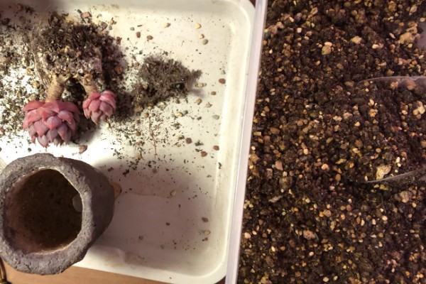 多肉换盆能带原土吗，不建议带原土