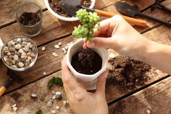 多肉换盆能带原土吗，不建议带原土