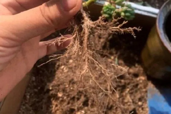 多肉换盆能带原土吗，不建议带原土