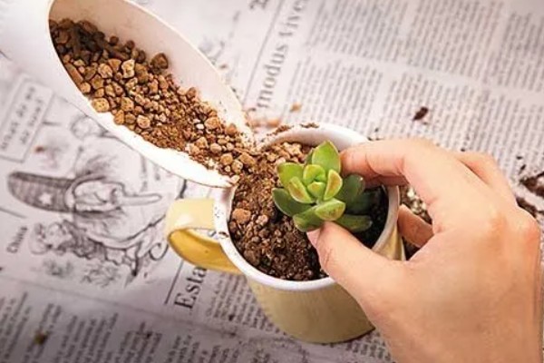 多肉换盆能带原土吗，不建议带原土
