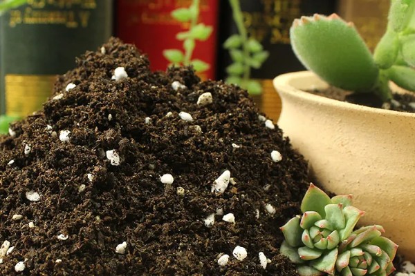 多肉换盆能带原土吗，不建议带原土