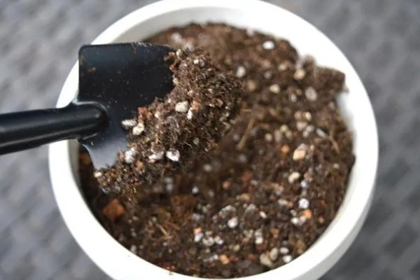 多肉换盆能带原土吗，不建议带原土