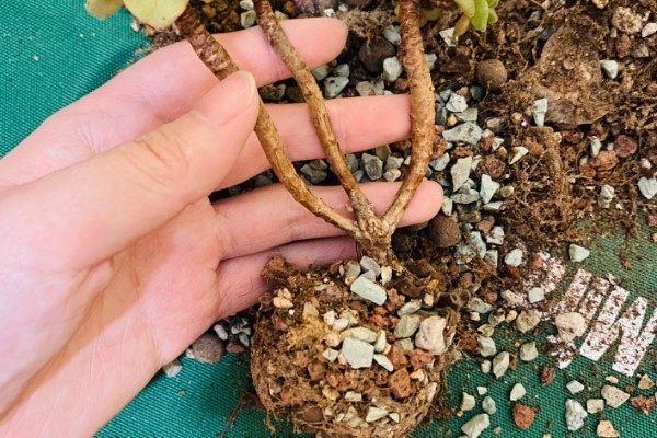 多肉换盆能带原土吗，不建议带原土