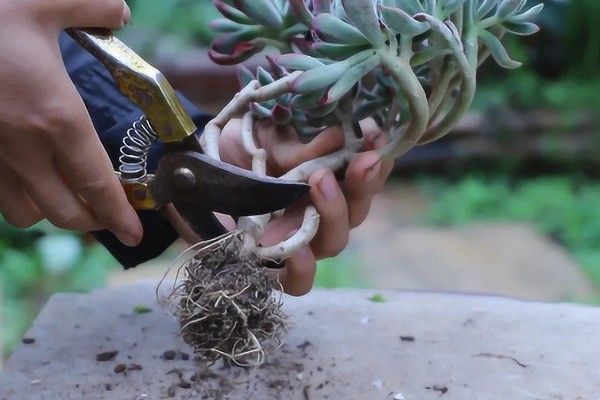 多肉换盆能带原土吗，不建议带原土