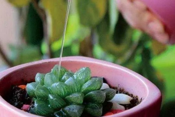 多肉换盆能带原土吗，不建议带原土