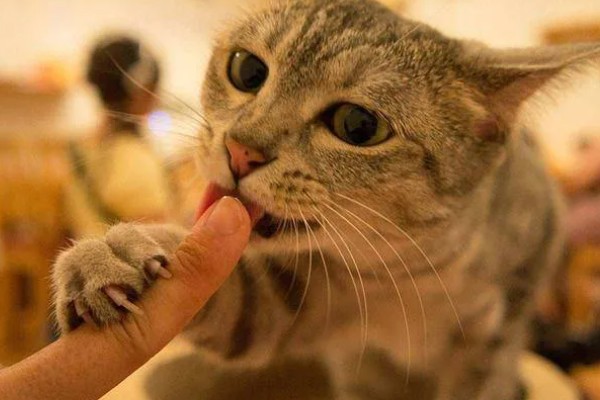猫咪舔人的好处，可以让主人心情愉悦