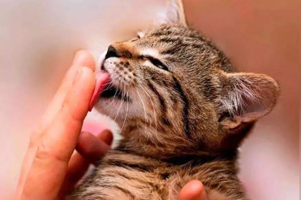 猫咪舔人的好处，可以让主人心情愉悦
