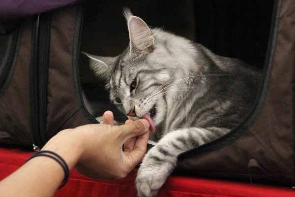 猫咪舔人的好处，可以让主人心情愉悦
