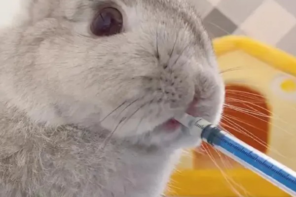 兔子肠胃病的治疗方式，要及时给它使用一些抗菌素