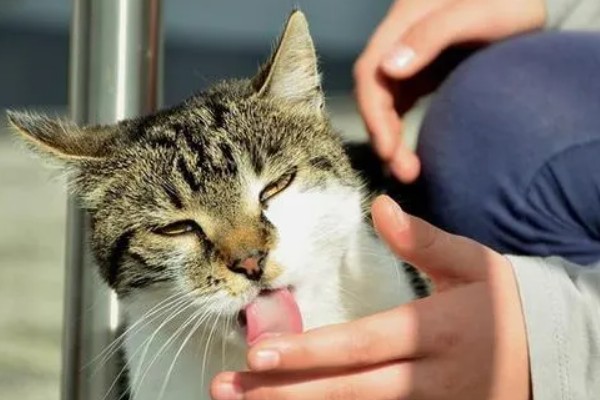猫咪舔人的好处，可以让主人心情愉悦