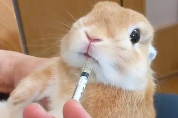 兔子肠胃病的治疗方式，要及时给它使用一些抗菌素