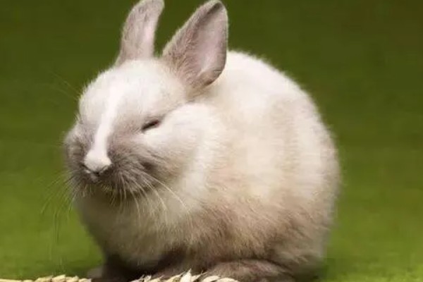 兔子肠胃病的治疗方式，要及时给它使用一些抗菌素