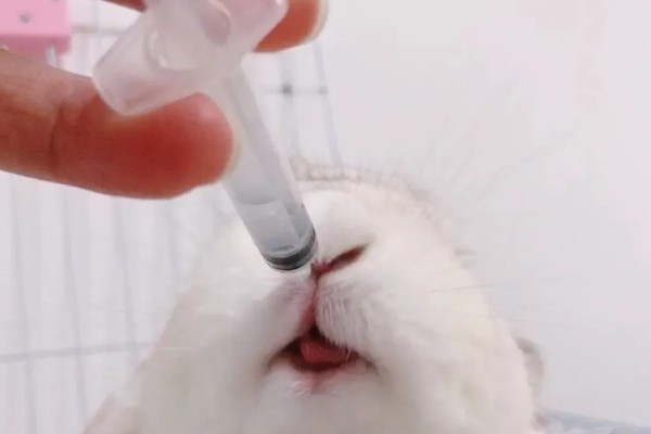 兔子肠胃病的治疗方式，要及时给它使用一些抗菌素