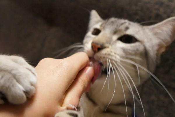 猫咪舔人的好处，可以让主人心情愉悦