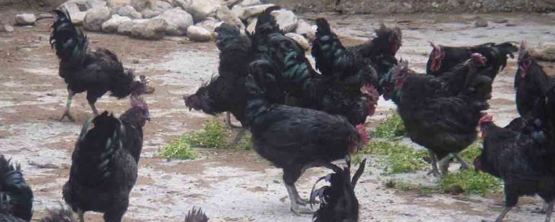 什么品种的绿壳蛋鸡下蛋多，产蛋最高的是三益绿壳蛋鸡