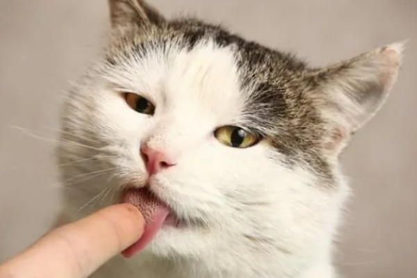 猫咪舔人的好处，可以让主人心情愉悦