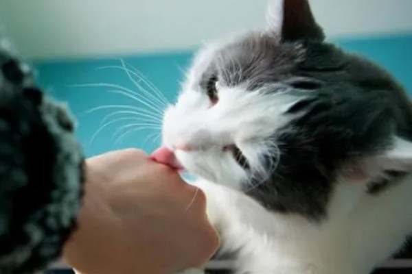 猫咪舔人的好处，可以让主人心情愉悦