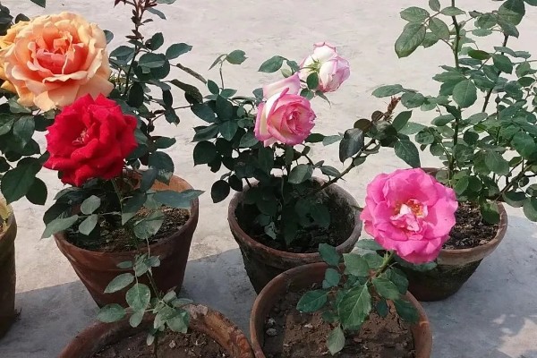 月季的栽培方法，花凋谢后要进行一次必要的剪切