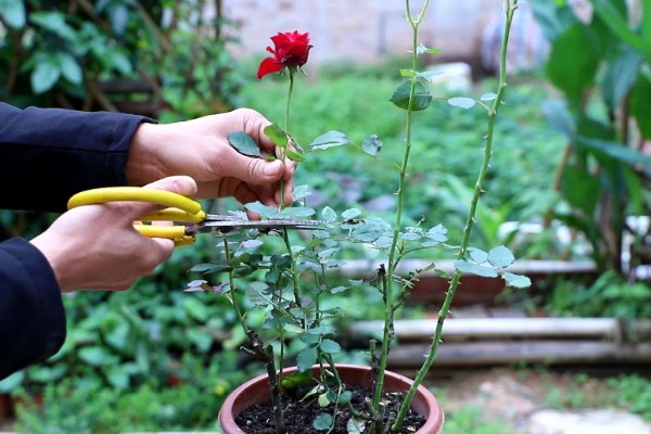 月季的栽培方法，花凋谢后要进行一次必要的剪切