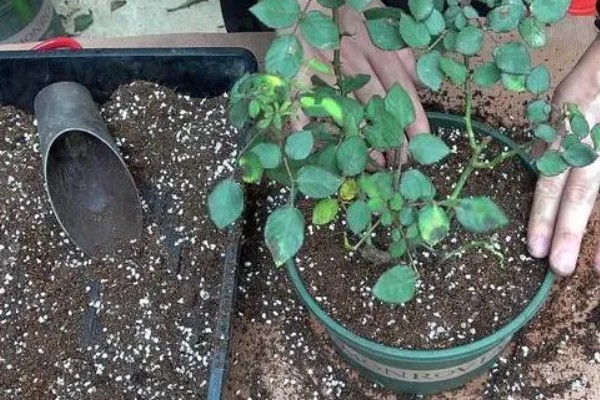 月季的栽培方法，花凋谢后要进行一次必要的剪切