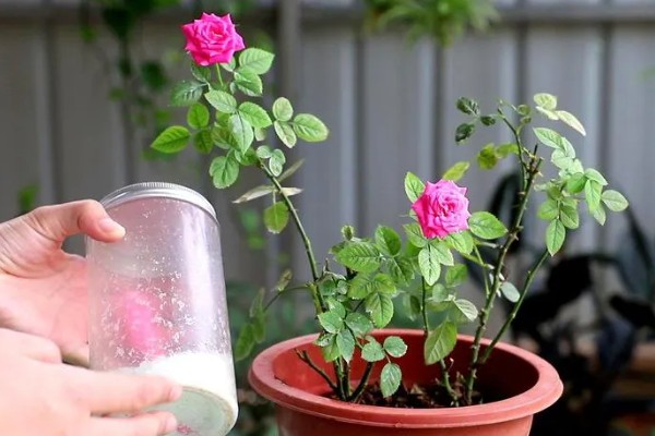 月季的栽培方法，花凋谢后要进行一次必要的剪切