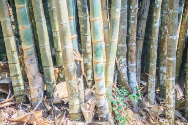 龙竹杆子萎缩还有救吗，取决于它地下的部分的腐烂程度