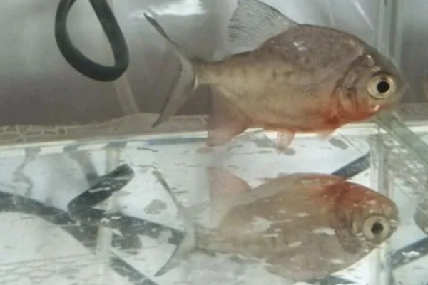 红翅鲳好不好养，饲养难度不高