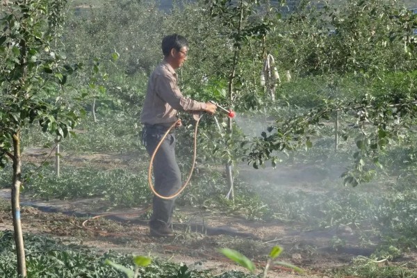腈菌唑可防治哪些病害，可防治果树病害、小麦白粉病等