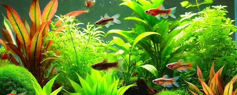 水草和鱼怎么一起养，需要安装一个循环过滤系统