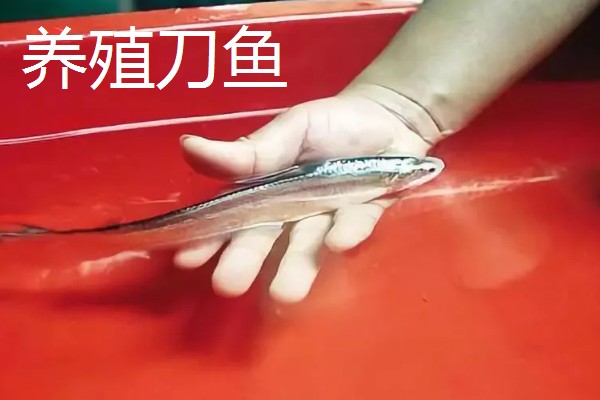 养殖刀鱼和海刀鱼的区别，眼睛和鼻子均不同