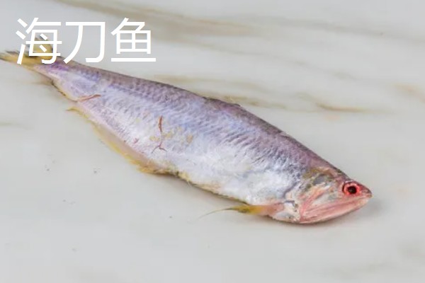 养殖刀鱼和海刀鱼的区别，眼睛和鼻子均不同