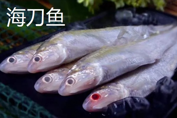 养殖刀鱼和海刀鱼的区别，眼睛和鼻子均不同