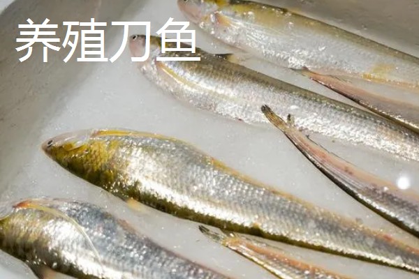 养殖刀鱼和海刀鱼的区别，眼睛和鼻子均不同