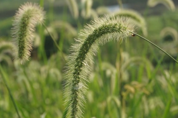 狗尾巴草是不是猫草吗，狗尾巴草可以作为猫草
