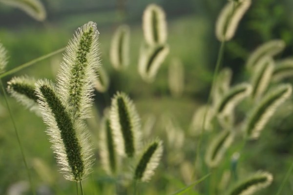 狗尾巴草是不是猫草吗，狗尾巴草可以作为猫草