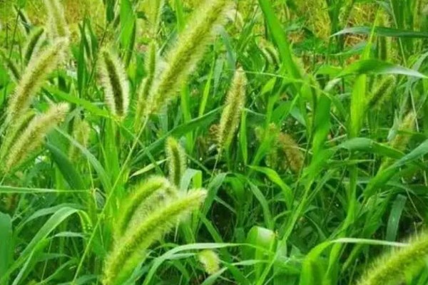 狗尾巴草是不是猫草吗，狗尾巴草可以作为猫草