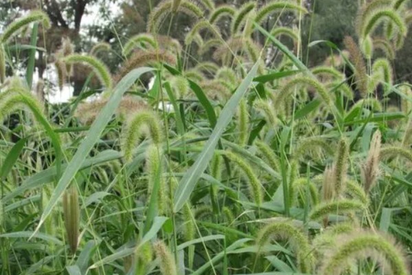 狗尾巴草是不是猫草吗，狗尾巴草可以作为猫草