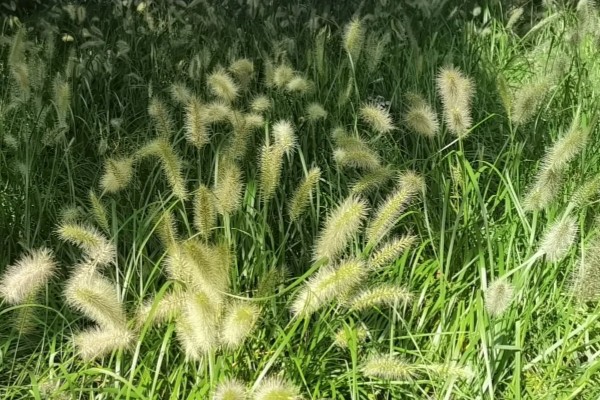 狗尾巴草是不是猫草吗，狗尾巴草可以作为猫草