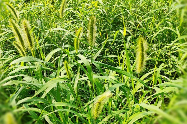 狗尾巴草是不是猫草吗，狗尾巴草可以作为猫草