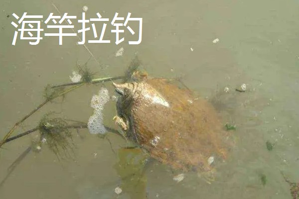 钓甲鱼的要点，常用手竿钓法、插竿钓法等