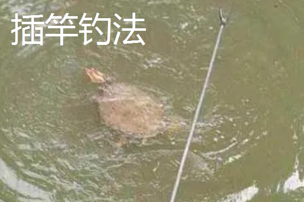 钓甲鱼的要点，常用手竿钓法、插竿钓法等